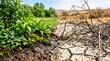© ALI - Climate change concept showing a comparison between lush green vegetation and cracked dry desert earth with comparison