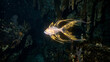 © Saieem - Glowing golden fish swimming in dark deep ocean water, bioluminescent aquatic wildlife scene.