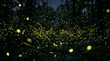 © Arifin Taslim - Fireflies glowing in a dark forest at night with numerous bright yellow lights illuminating the dense green foliage.