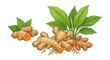 © Irwan - Fresh Turmeric Root and Sliced Turmeric with Leaves Vector Illustration Isolated on White Background