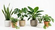 © Nobleart - Collection of diverse indoor houseplants in ceramic pots set on white