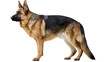 © PNGIG - Majestic German Shepherd dog standing alert, isolated on transparent background