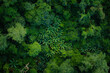 © artrachen - Aerial top down view of a lush green forest canopy.