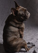 © Marie - Bouledogue français bringé