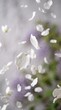 © flavia - Falling white flower petals on a soft blurred background creating a delicate scene