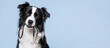 © Irina - Border Collie dog holds a stethoscope in its mouth on a blue background with copy space, concept of veterinary care, pet health, diagnosis and animal medicine.
