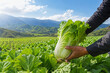 © Fiandesain - Hands gently harvesting vibrant green Napa cabbage from a sun-drenched agricultural field, highlighting fresh organic produce and sustainable farming practices amidst a picturesque mountain landscape