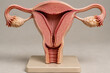 © king - Anatomical model of uterus cross-section showing endometrium, female reproductive system and education concept