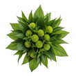 © Zobayda - A green plant with many leaves and small balls