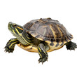 © mdabu - Red-eared slider turtle with patterned shell and yellow stripes isolated