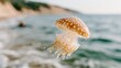© Pinklife - A mesmerizing jellyfish gracefully floating in ocean waters, epitomizing the beauty of marine life and the tranquility found beneath the sea's surface.
