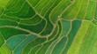 © Satriyo - Vibrant green rice paddies, an aerial view revealing intricate natural patterns and textures, embodying sustainable agriculture and serene landscape beauty