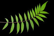 © photosaint - Leaf branch with many green leaflets on a black background
