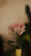 © SoundSlaves - pink rose on a wooden table