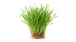 © Idea Lab - Highly realistic bunch of fresh thin green grass-like shoots, dense blades emerging from a small natural root bundle, vivid green color and crisp botanical texture