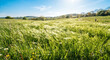 © moneymoney - Vibrant green grass meadow and field landscape blowing in spring summer breeze under blue sky	파란 하늘 아래 봄 여름 산바람에 흔들리는 생생한 초록색 풀 초원과 들판 풍경
