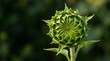 © Nahar - Close up of a green closed sunflower bud showing intricate spiral patterns in a summer garden