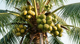 A cluster of green coconuts hangs from a tropical palm tree branch