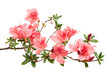 © DEWINs - Fresh Pink azalea flowers blooming on woody branches with green foliage and unopened buds, isolated on white background with clipping path for botanical, floral, and design use.