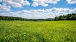 © Ali - Meadow with lush green grass and trees under a cloudy blue sky in the countryside during daytime.