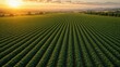 © BloomPix - Aerial View of Green Crop Rows at Golden Sunset
