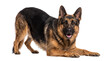 © PNG Studio 99 - German shepherd dog in play bow pose on white png on isolated transparent background