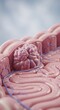 © chaiwat - A detailed medical illustration showing a section of the human colon with a visible tumor growth and surrounding healthy tissue cells, screening, bowel, organ