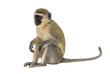 © AnaiChan - Eine einzelne Grüne Meerkatze sitzt auf weißem Hintergrund, mit detailliertem Fell, dunklem Gesicht und langem Schwanz, isoliertes Tierporträt für zoologische Studien oder Naturschutzprojekte.
