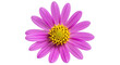 © Manju - Pink daisy flower with yellow center and many petals, blooming flora plant for nature, beauty, and spring garden decoration.