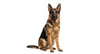 © Sapphire - A regal German Shepherd dog sits attentively on a clean white background