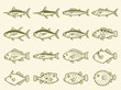 © MstNurjahan - A collection of hand drawn sketch illustrations featuring various types of marine animal species arranged in a structured grid pattern
