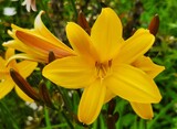 yellow lily flower