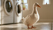 © Jammer Gene - Cute white duck standing indoors in a sunny laundry room