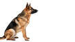© Samuel Sutton - German shepherd dog sitting down isolated on transparent background