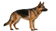 © Florin - German Shepherd dog standing alert, isolated on transparent background