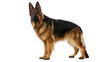 © Marcel - Majestic long-haired German Shepherd dog standing attentively, isolated on transparent background