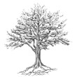 © Svetlana - Pencil illustration of a spreading oak tree with exposed roots. For branding: printing houses, architectural firms, coffee shops, ecotourism, illustrations for genealogy books, craft beer packaging.