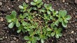 © Arx PhotoStock - Green Purslane Plant Growing in Dark Soil Close Up.