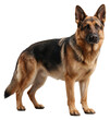© Saeid - German shepherd dog isolated on transparent background