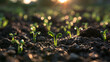 © BlackBridge Media - Green Seedlings Growing in Soil at Sunrise