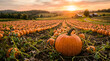 © Charagraphic - Pumpkin patch field at golden hour sunset with a scenic view of a vast pumpkin