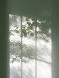 © Flower images - 窓ガラスに映る木の葉の影が写っている。自然光が差し込む室内の穏やかな風景素材