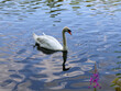 © Nadiia. - Commercial close shot of a graceful white swan swimming in calm blue lake water with deep ripples, beautiful elegant waterfowl reflecting on the surface in its natural habitat. ,swan on the lake
