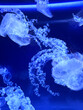 © Elizaveta - Jellyfish swimming in illuminated aquarium with blue lighting effects