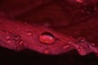 © JRDallman - Moody Macro of Clear Raindrops on Red Hibiscus Petal with Shallow Depth of Field