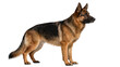 © Sorin - Majestic German Shepherd dog standing alert, isolated on transparent background