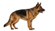 © Denis - German Shepherd dog standing alert, isolated on transparent background