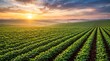 © Sarkar - Rows of green crops in a field at sunrise with hazy distant hills