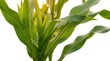 © Sufia - Fresh green corn plant leaves growing tall against a clean white background for garden agriculture