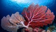 © FREDCassandra - vibrant red and white coral with delicate branching structure underwater